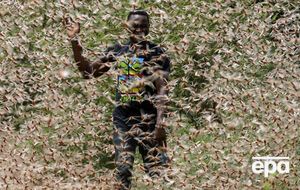 В Восточной Африке – беспрецедентное нашествие саранчи. Фоторепортаж