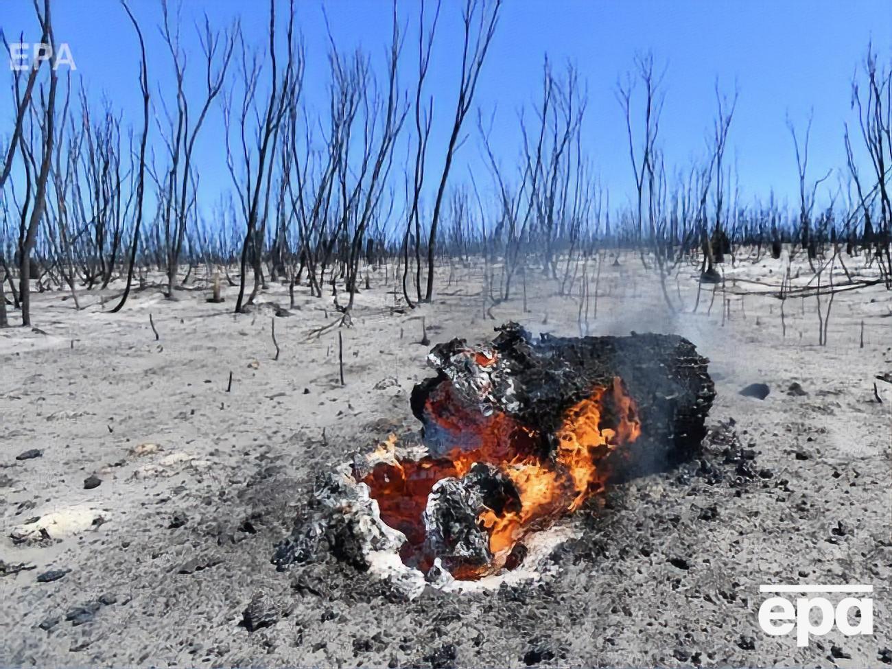По состоянию на 6 января в результате пожаров в Австралии&nbsp;погибли 24 человека