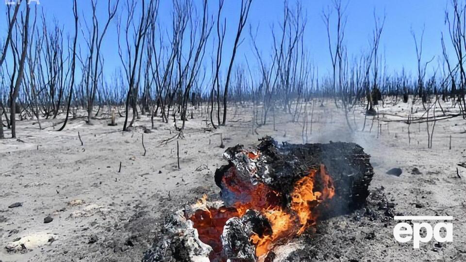 Станом на 6 січня внаслідок пожеж в Австралії загинуло 24 людини
