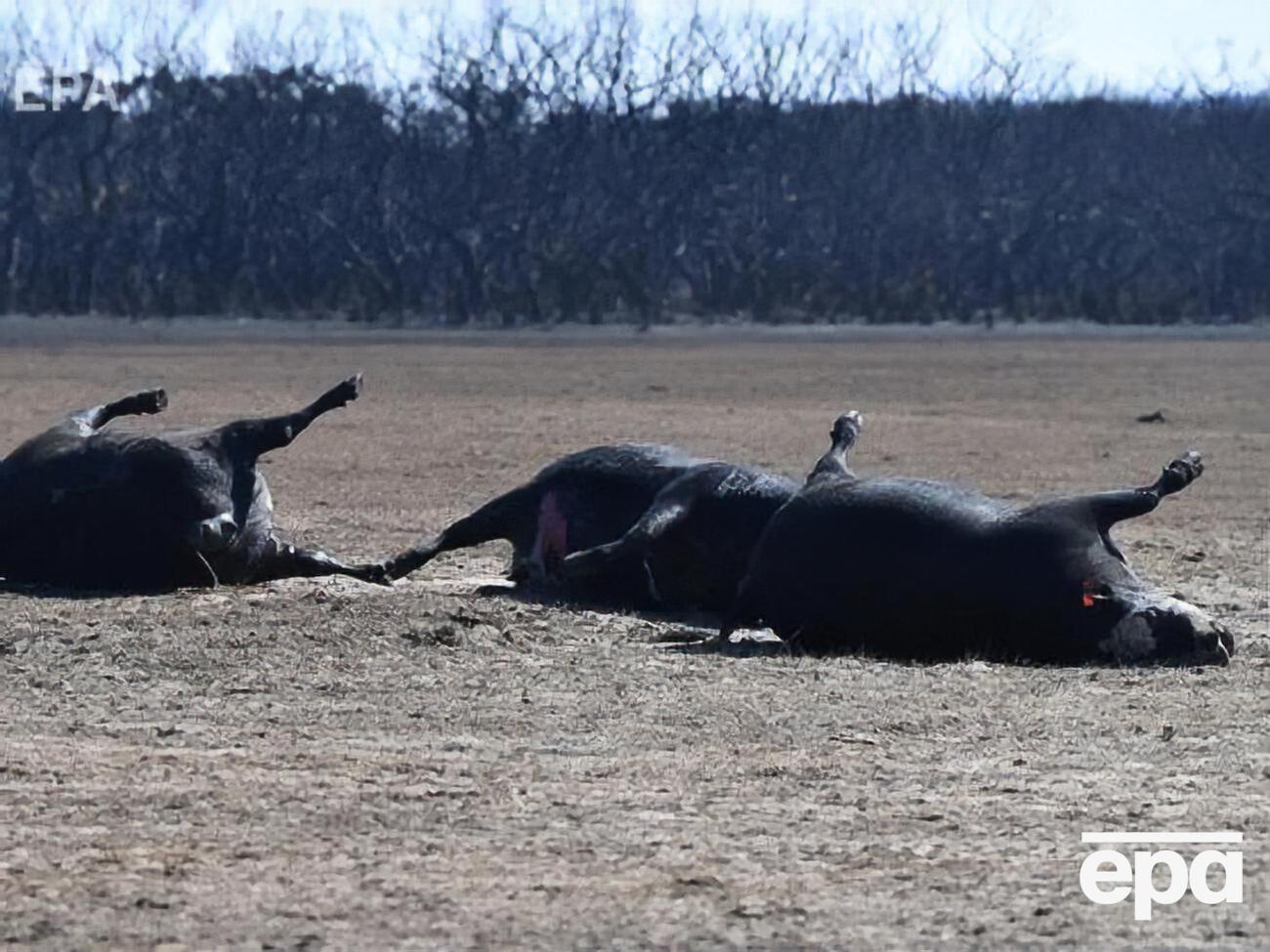 Науковці стверджують, що цифра в мільярд загиблих тварин "консервативна"
