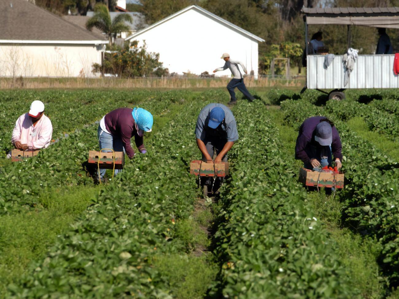 Фермеры ограничили своим работникам свободу передвижения