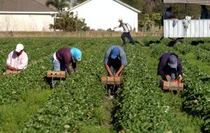Фермеры ограничили своим работникам свободу передвижения