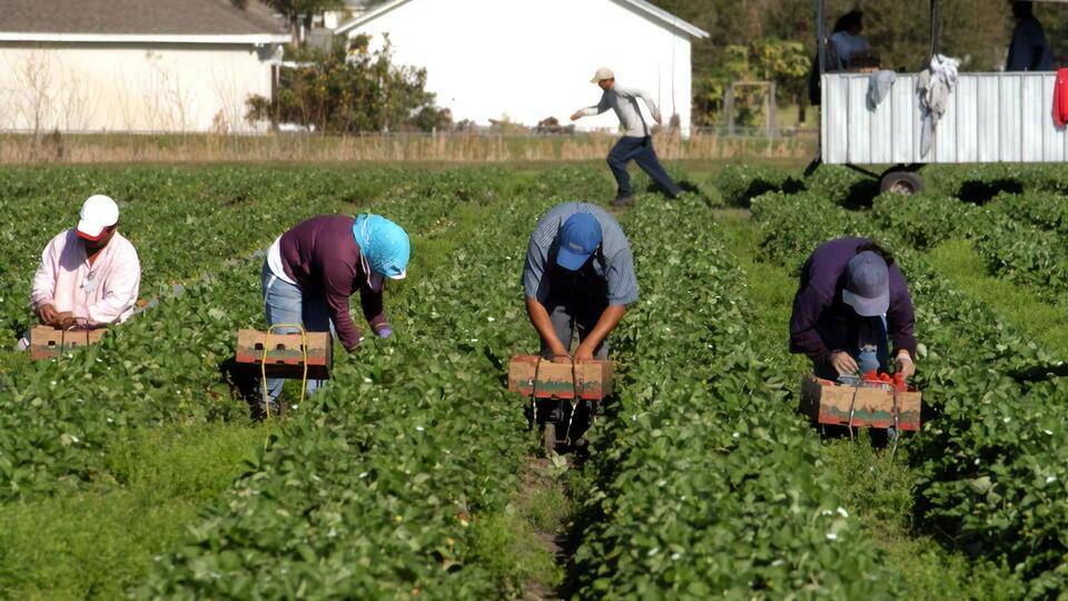 Фермери обмежили своїм працівникам свободу пересування