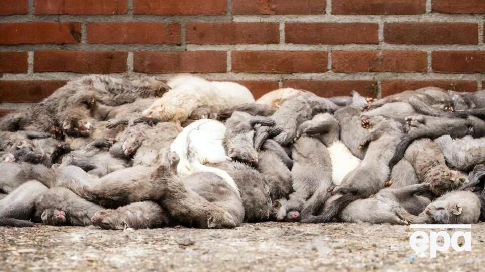 У Данії зареєстрували випадки захворювання тварин на 41 норковій фермі