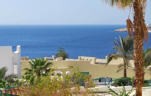 Посольство Украины на связи с родными пострадавших от нападения акулы в Египте