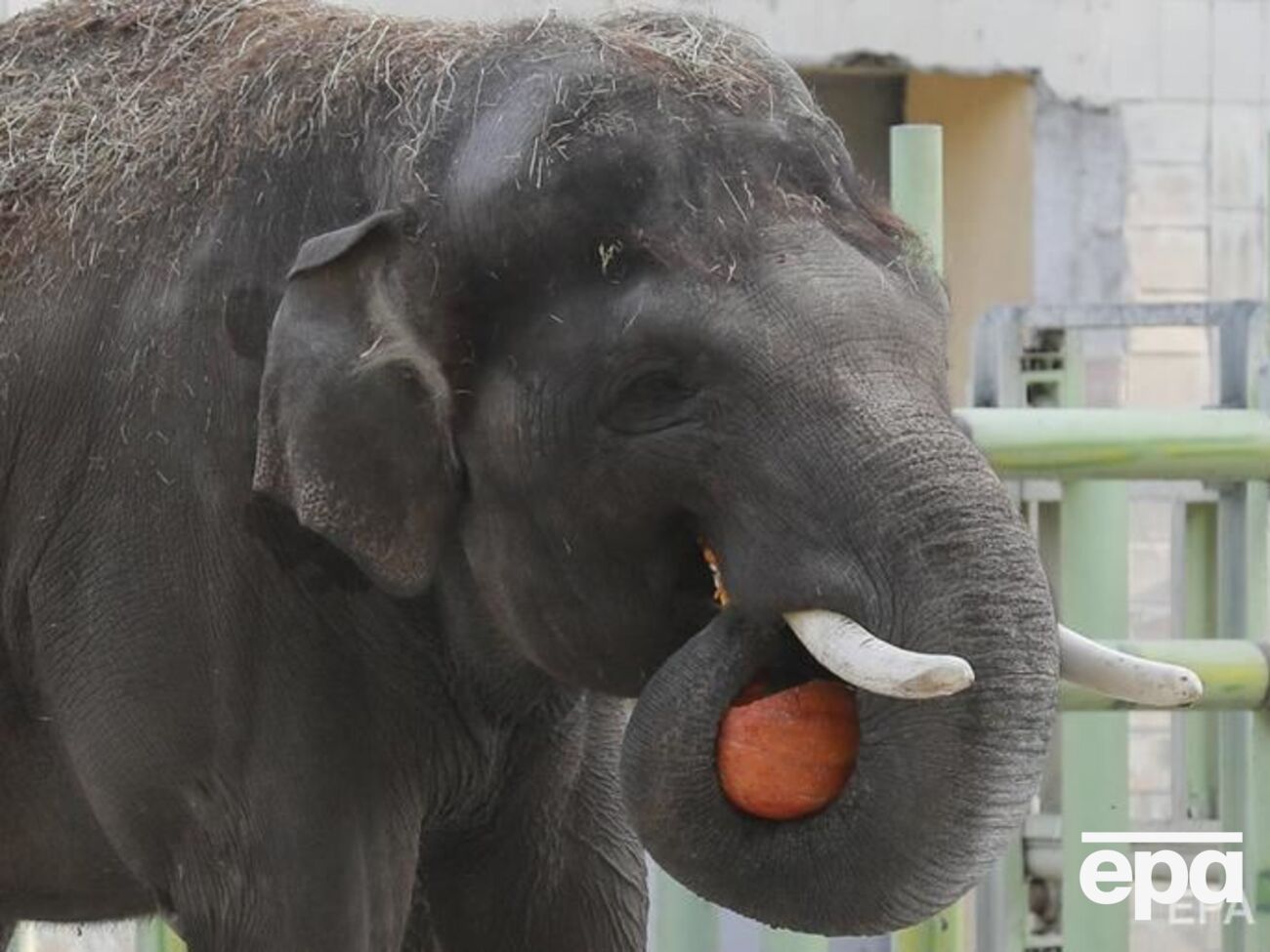 В Киевском зоопарке животных начали угощать тыквами