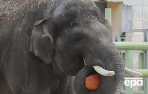 В Киевском зоопарке животных начали угощать тыквами
