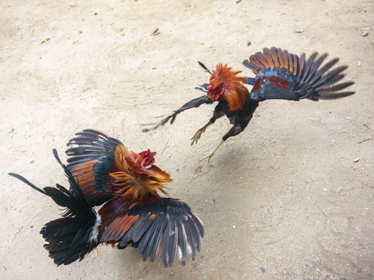 Петушиные бои на Филиппинах являются популярным видом спорта