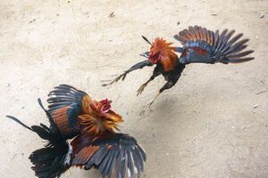Петушиные бои на Филиппинах являются популярным видом спорта