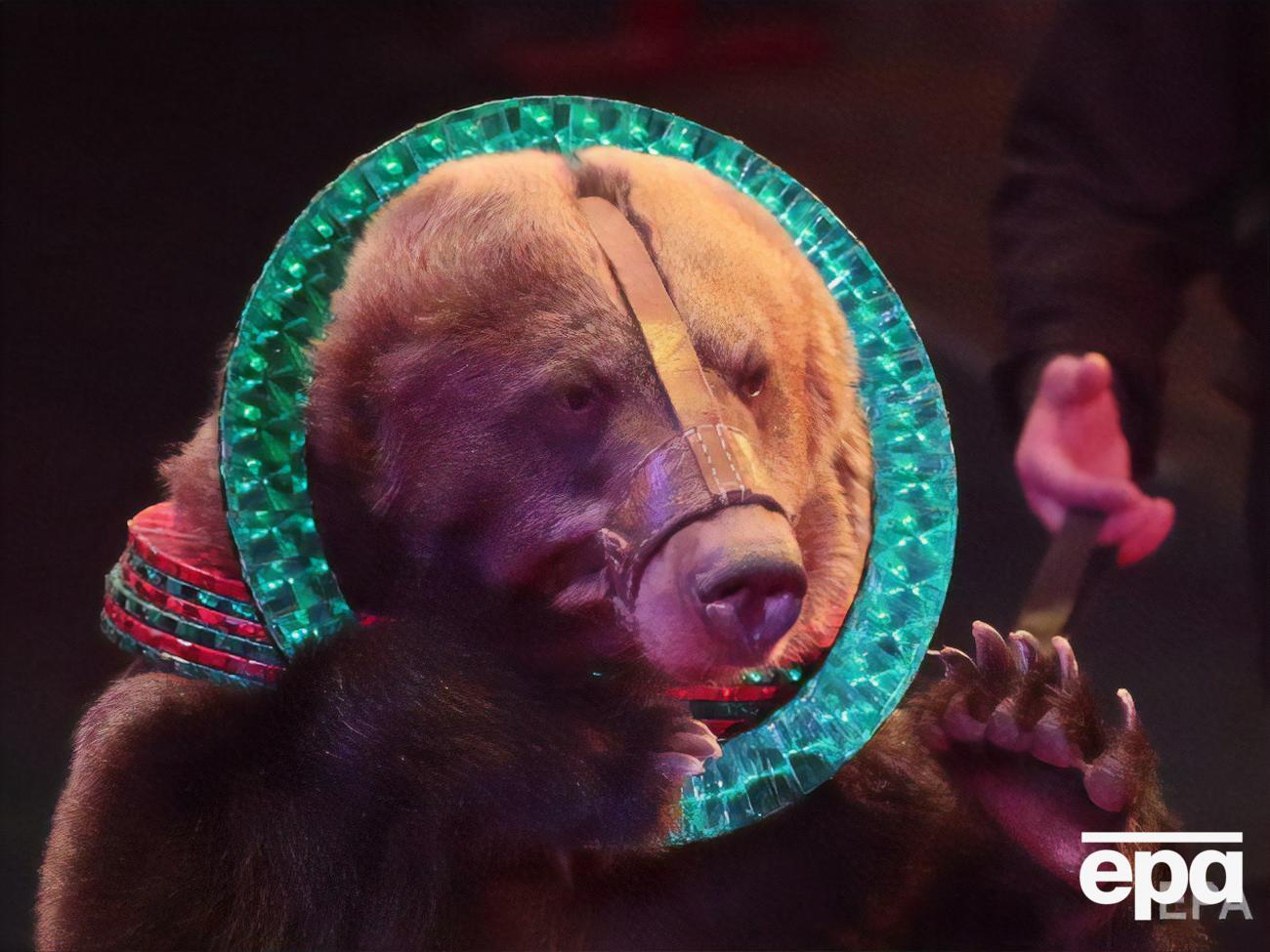 У соцмережах пишуть, що ведмідь травмував голову людини