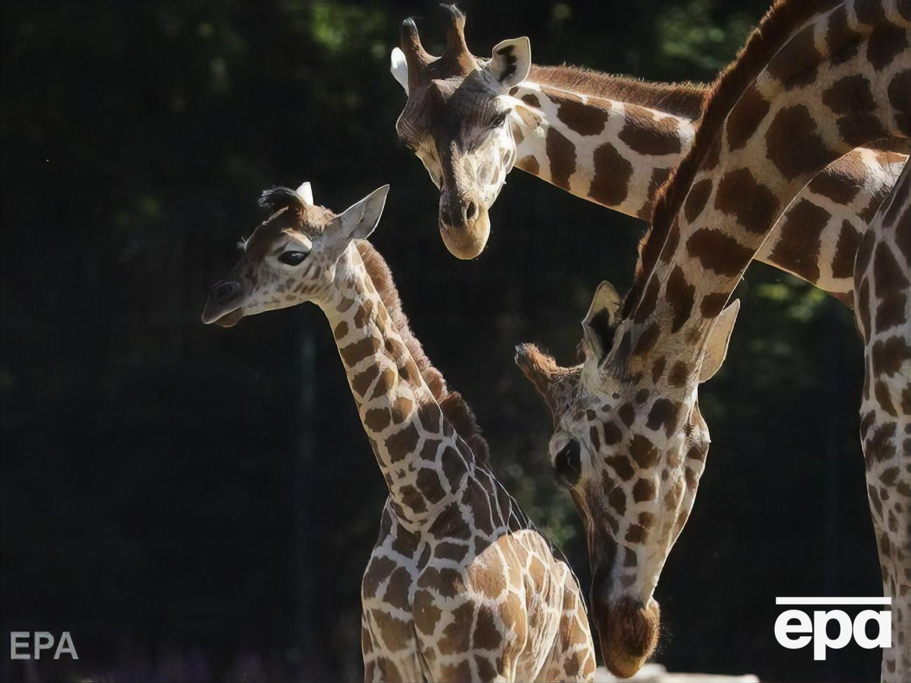 Имя новорожденному жирафу пока не дали