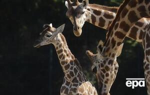 Имя новорожденному жирафу пока не дали