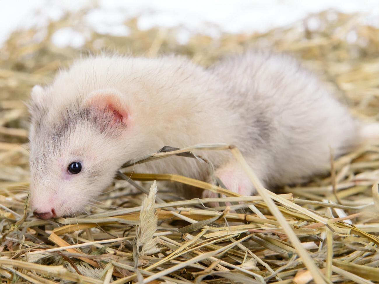 У низці європейських країн виявили норок, які заразилися коронавірусом