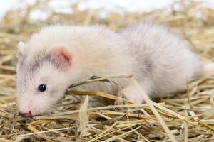 У низці європейських країн виявили норок, які заразилися коронавірусом