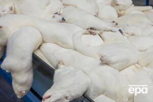Дания считается крупнейшим в мире производителем меха норки