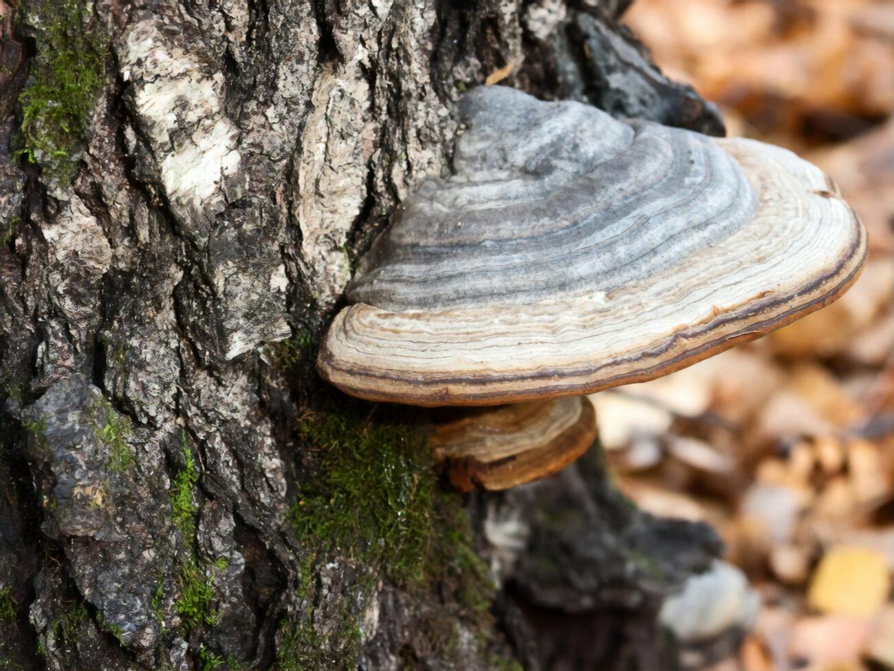 Березовый гриб чага используется в народной медицине