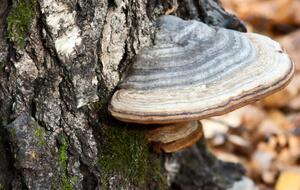 Березовый гриб чага используется в народной медицине