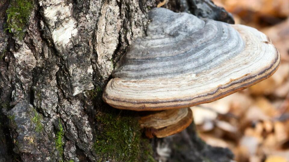 Березовый гриб чага используется в народной медицине