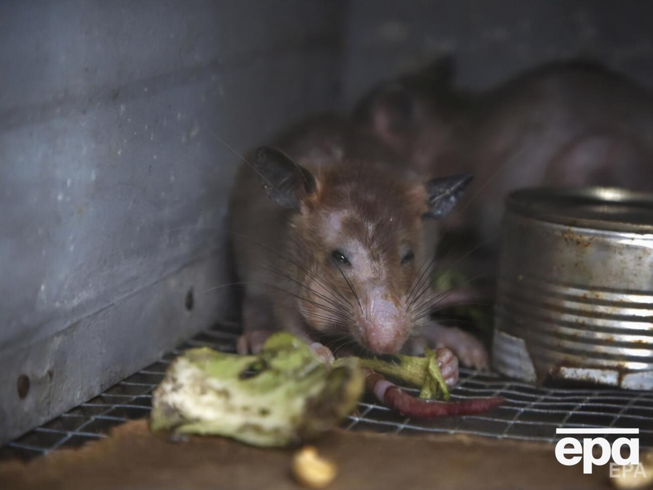 Хантавірус передають щурі