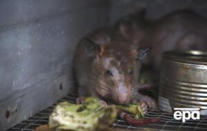 Хантавірус передають щурі