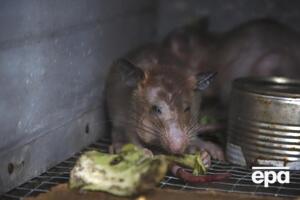 Хантавірус передають щурі