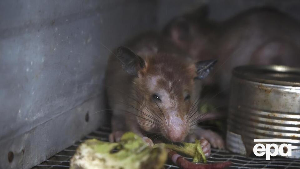 Хантавірус передають щурі