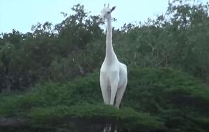 Самец белого жирафа остался один в мире