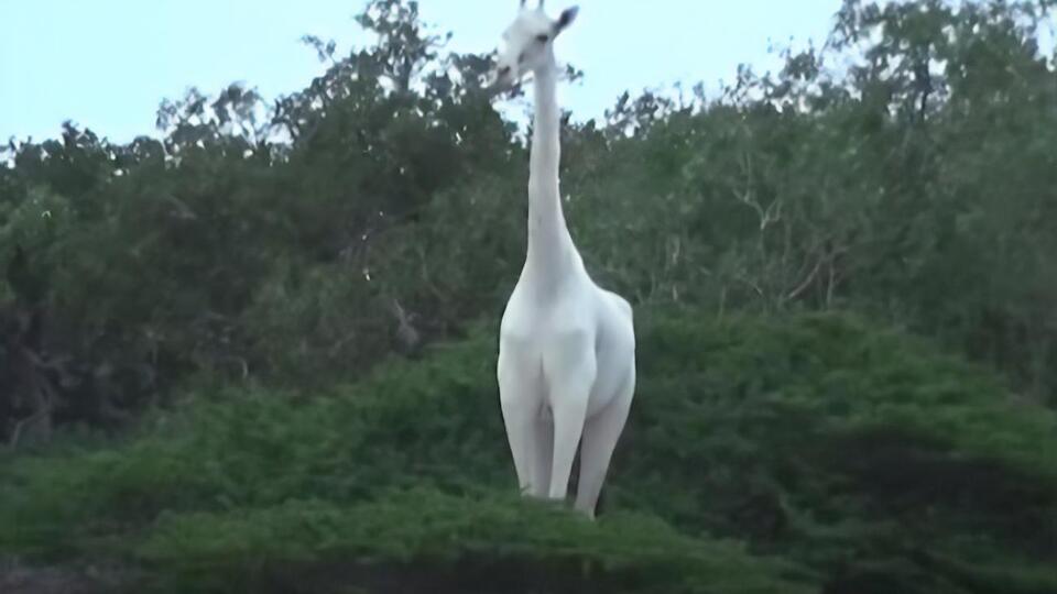 Самец белого жирафа остался один в мире