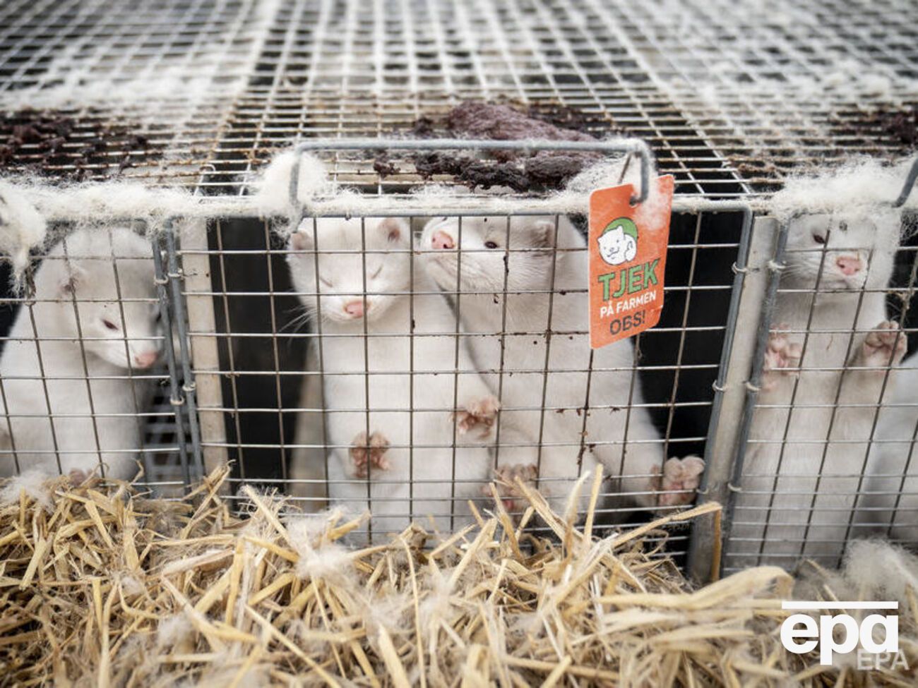 У травні підтвердили зараження від норок працівника однієї з ферм