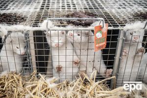 У травні підтвердили зараження від норок працівника однієї з ферм