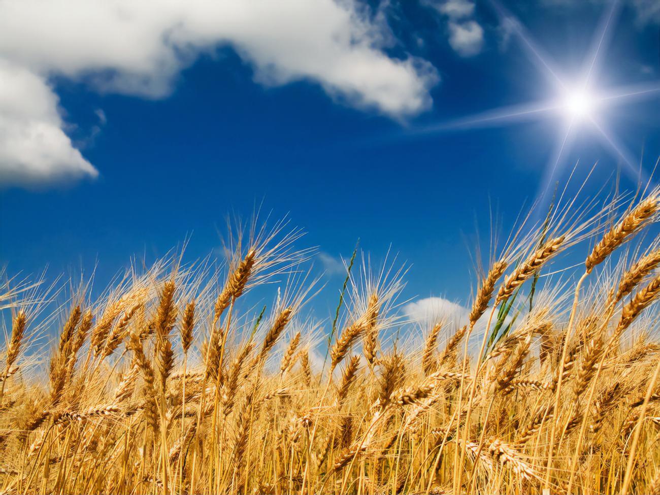 И.о. директора&nbsp;планировал завладеть более 189 т зерна из Госрезерва