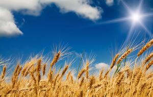 И.о. директора планировал завладеть более 189 т зерна из Госрезерва