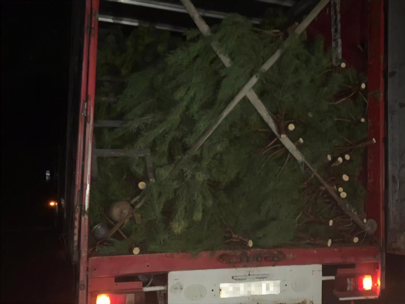 У вантажівці перевозили дерева без необхідних маркувань