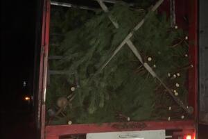 У вантажівці перевозили дерева без необхідних маркувань