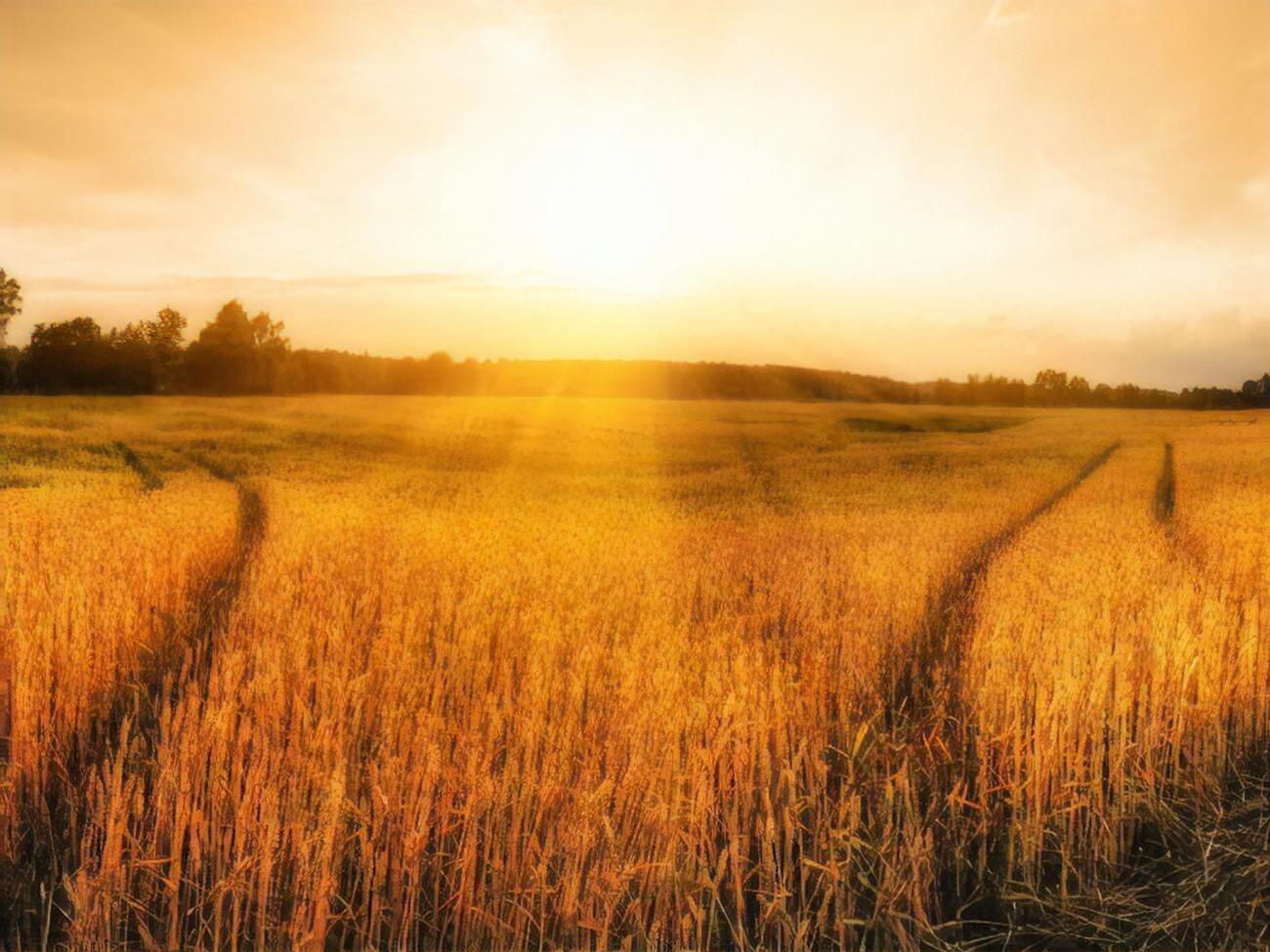 Подросток в поле пас скот