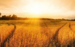 Подросток в поле пас скот