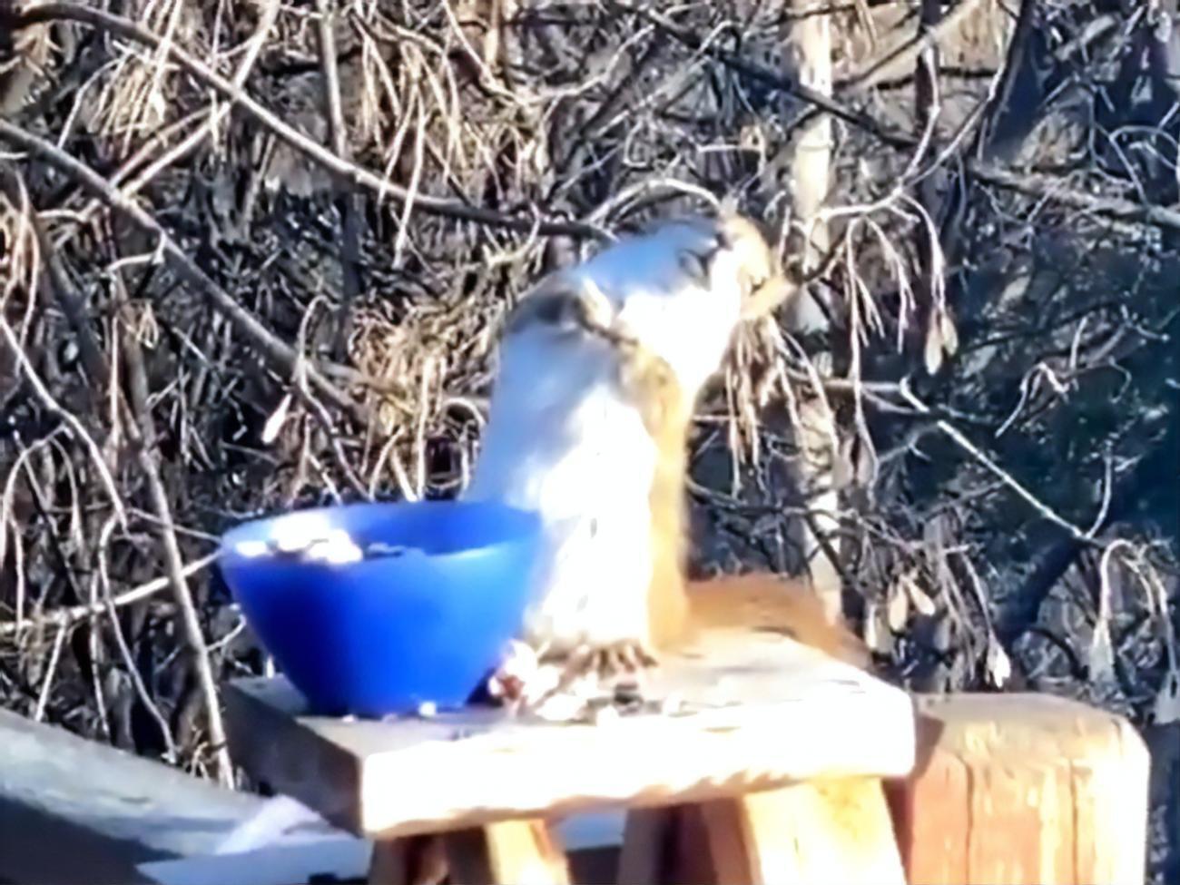 Сп'яніла від фруктів білка дивно вигиналася і трималася за миску, щоб не впасти