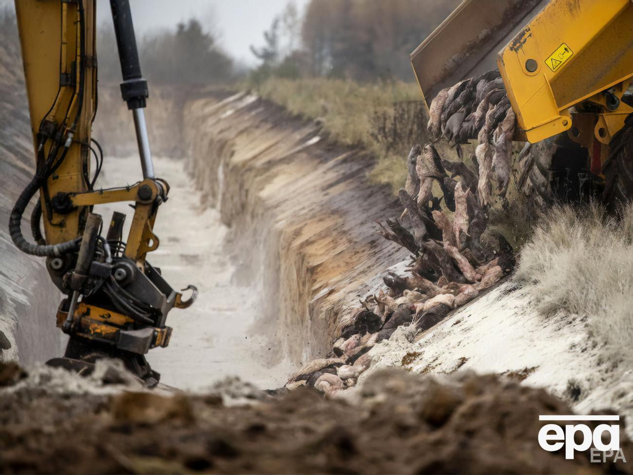 Знищувати норок у Данії почали в жовтні