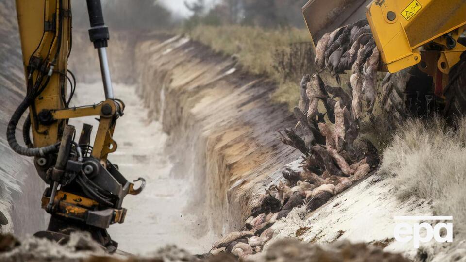 Знищувати норок у Данії почали в жовтні
