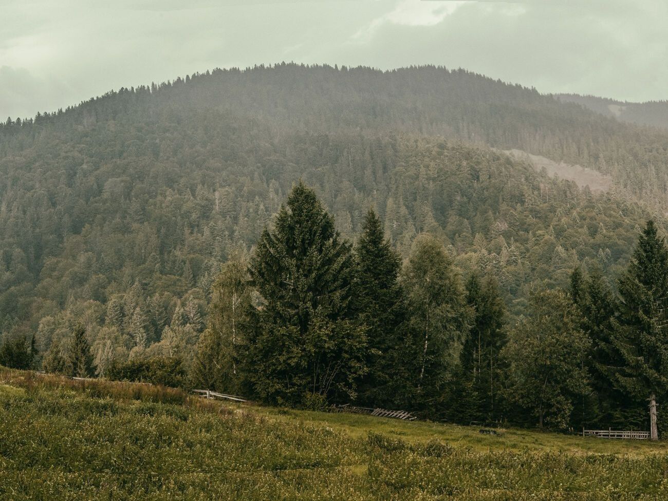 Петиция набрала более 6 тыс. голосов из 25 тыс. необходимых