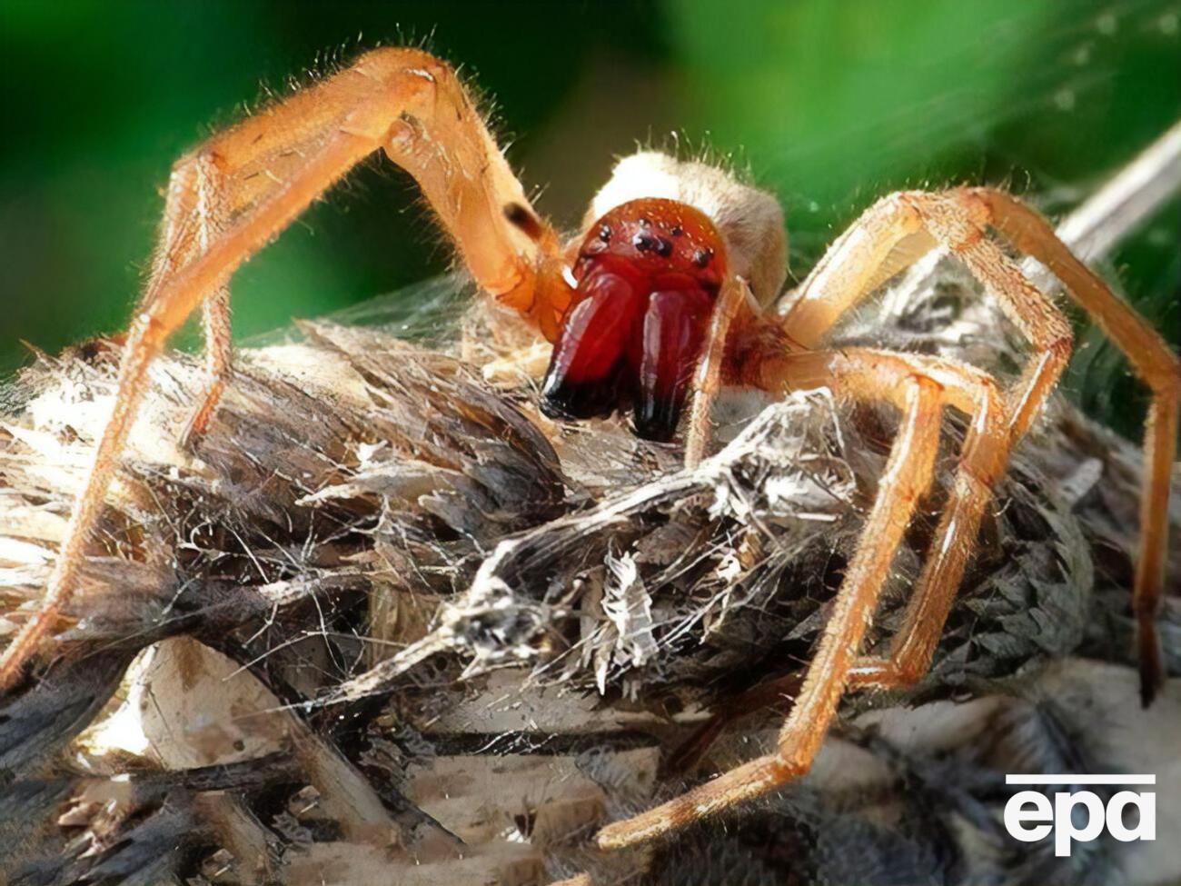 Электрика мог укусить желтосумный колющий паук