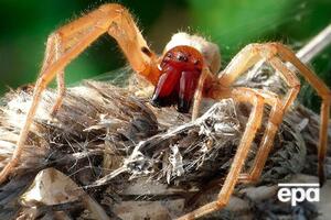 Электрика мог укусить желтосумный колющий паук