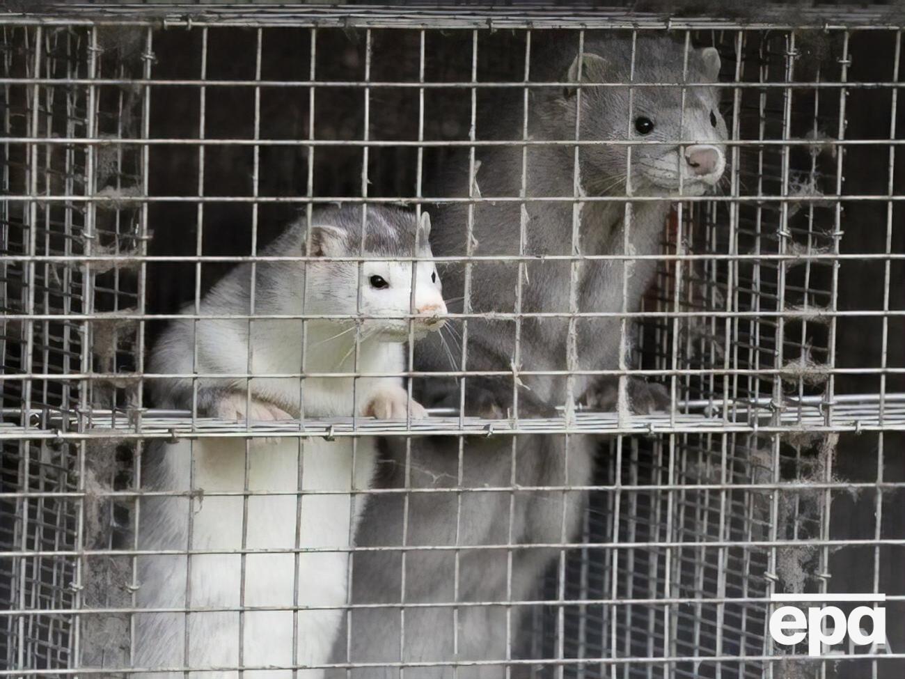 Дания считается крупнейшим в мире производителем меха норки