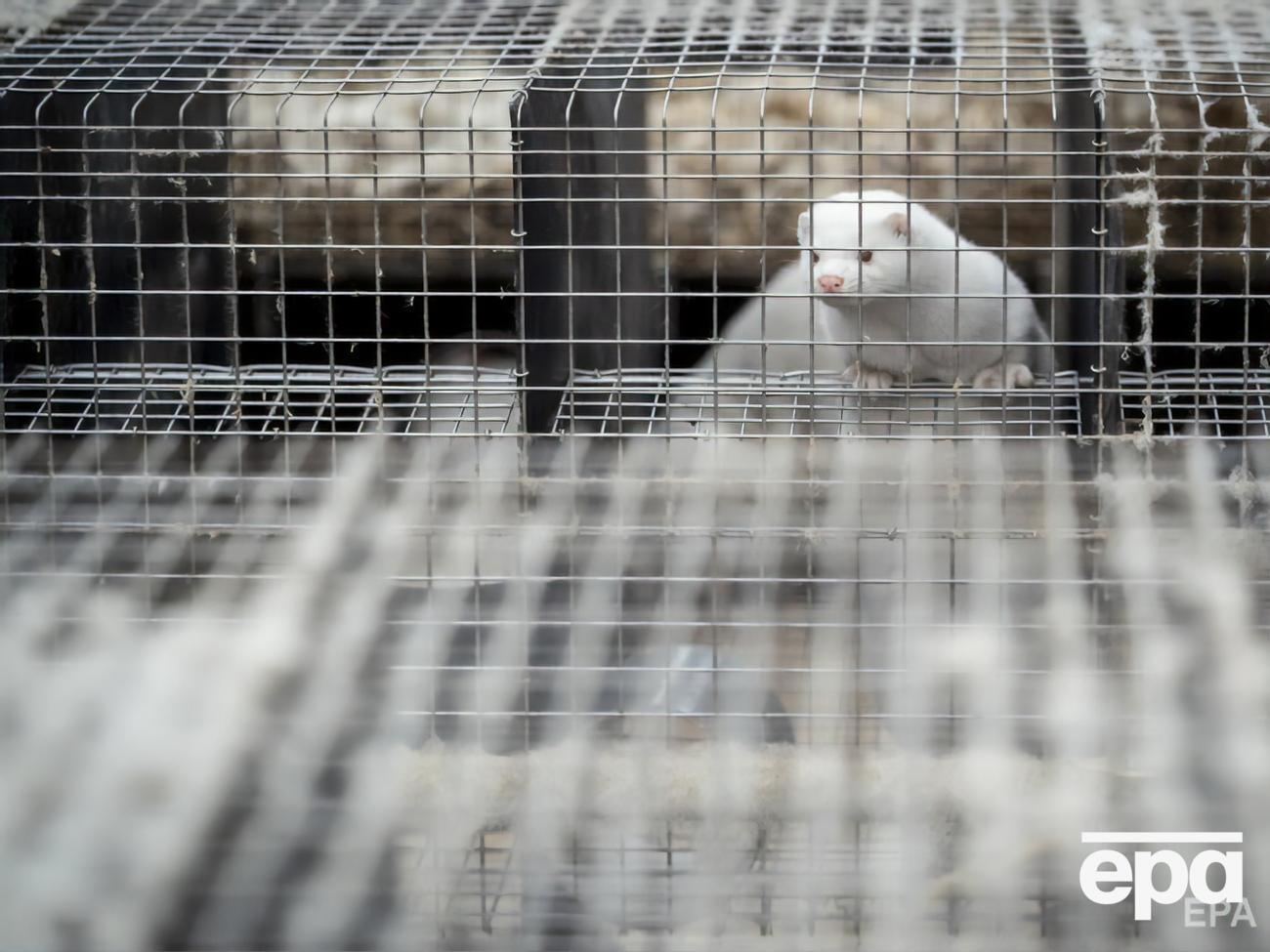 В Дании&nbsp;после появления мутации&nbsp;решили уничтожить всю популяцию норок