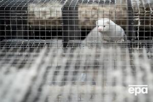 У Данії після появи мутації вирішили знищити всю популяцію норок