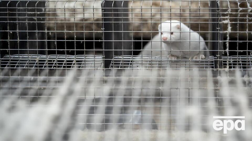 У Данії після появи мутації вирішили знищити всю популяцію норок