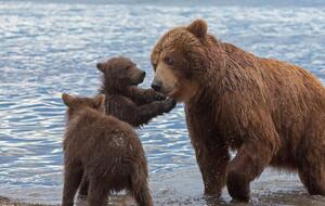 В єдиній диспетчерській службі, куди жителі Камчатки повідомляють про вихід ведмедів, про цей випадок не знали