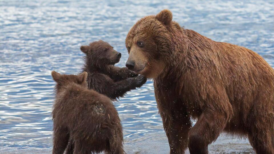 В єдиній диспетчерській службі, куди жителі Камчатки повідомляють про вихід ведмедів, про цей випадок не знали