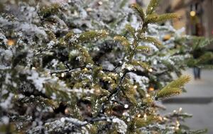 Лесхозы планируют реализовать в 2020 году более 500 тыс. хвойных деревьев разных пород