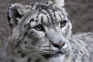 Спочатку інфекцію виявили у самки